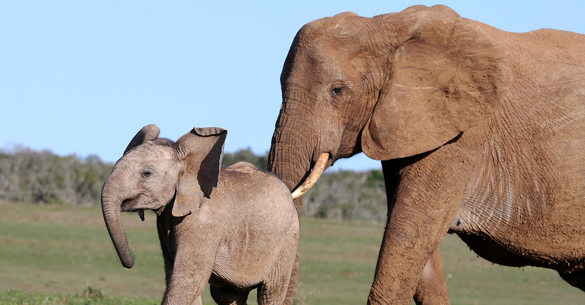 elefantmamma och elefantbarn